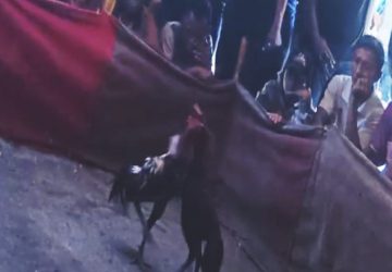 Warga Wates Desa Kupang Minta Polsek Jetis Tertibkan Perjudian Jenis Sabung Ayam