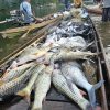 Tradisi Budaya, Goro Mancokau Ikan Lubuk Larangan Desa Tanjung Belit