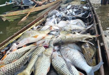 Tradisi Budaya, Goro Mancokau Ikan Lubuk Larangan Desa Tanjung Belit
