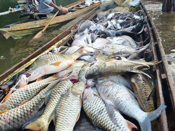 Tradisi Budaya, Goro Mancokau Ikan Lubuk Larangan Desa Tanjung Belit