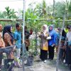 Lomba ‘Aku Hatinya PKK’, Dorong Pemanfaatan Pekarangan untuk Ketahanan Pangan