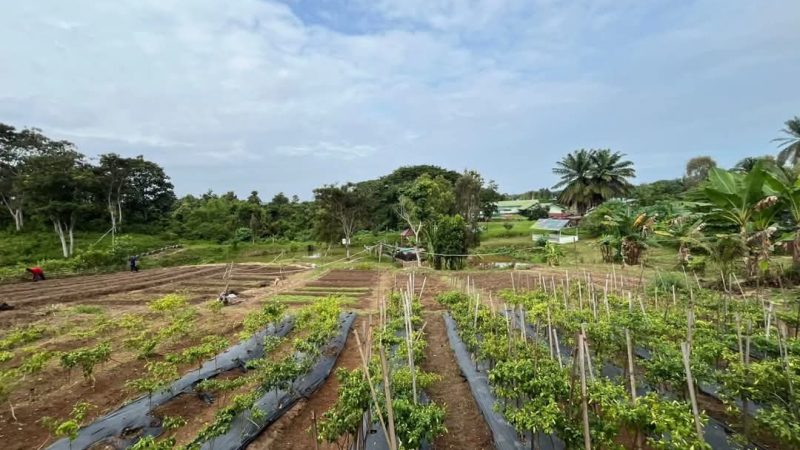 Yonif 141/AYJP Dukung Program Ketahanan Pangan dengan Urban Farming