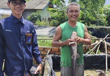 Sempat Jatuh, Usaha Ternak Lele Binaan PTBA Kembali Bangkit dan Berkembang