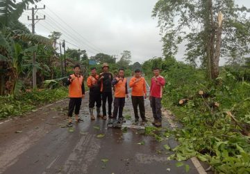 Tim Gabungan Bergerak Cepat Evakuasi Pohon Tumbang di Sekayu, Bupati HM Toha Apresiasi Respons Sigap