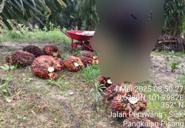 Indikasi PTPN IV Regional III Lubuk Dalam-Siak Yang Pekerjakan Karyawan di Hari Libur Jadi Perhatian
