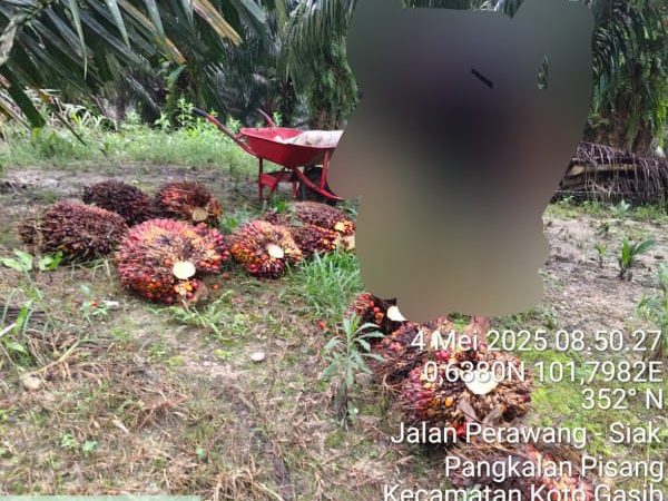 Indikasi PTPN IV Regional III Lubuk Dalam-Siak Yang Pekerjakan Karyawan di Hari Libur Jadi Perhatian