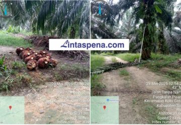 Diduga PTPN IV Regional III Lubuk Dalam Masih Perkerjakan Karyawan Pada Hari Merah, Diminta Disnakertrans Riau Bertindak!