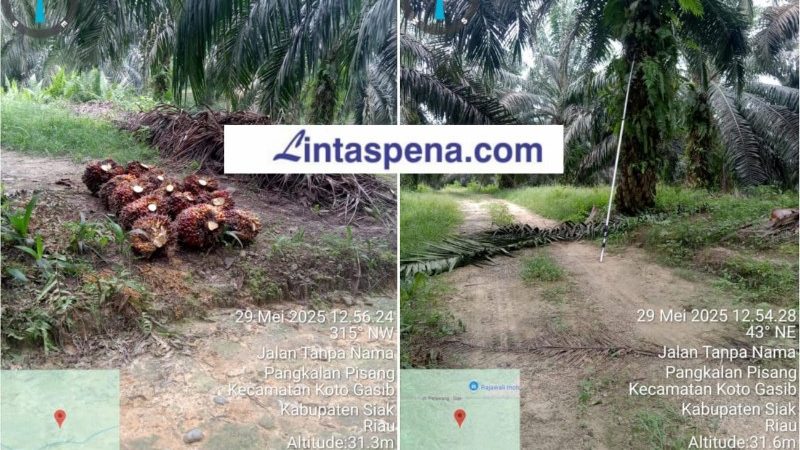 Diduga PTPN IV Regional III Lubuk Dalam Masih Perkerjakan Karyawan Pada Hari Merah, Diminta Disnakertrans Riau Bertindak!