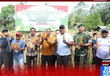 Dukung Swasembada Pangan, Bupati Rohul Anton Hadiri Panen Raya Jagung Kuartal II