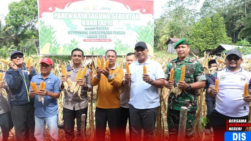Dukung Swasembada Pangan, Bupati Rohul Anton Hadiri Panen Raya Jagung Kuartal II