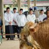 Warga Muba Sembelih Sapi Presiden: Momen Berkah Idul Adha yang Penuh Makna