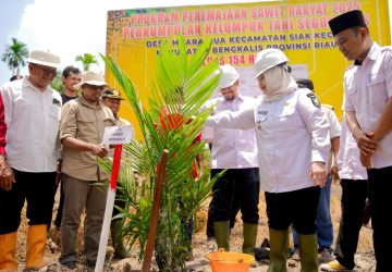 Lakukan Penanaman Perdana Kelapa Sawit dan Tumpang Sari Padi Gogo di Desa Muara Dua, Bupati Kasmarni: harus jadi contoh