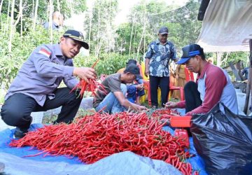 Terbukti Produktif, Petani Wonosari Barat Sukses Kembangkan Cabai Merah di Lahan Gambut