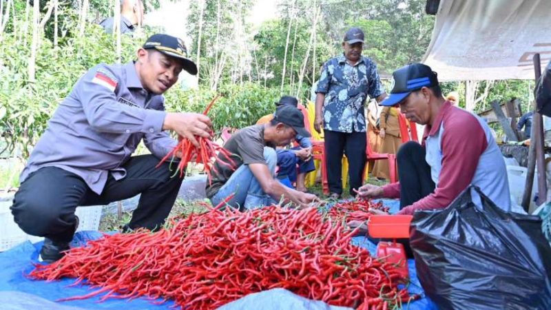 Terbukti Produktif, Petani Wonosari Barat Sukses Kembangkan Cabai Merah di Lahan Gambut