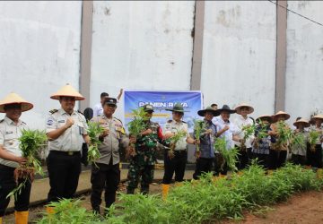 Lapas Muara Enim Ikuti Panen Raya Serentak Wujudkan Ketahanan Pangan Dan Kepeduluan Sosual