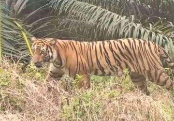 Seorang Pencari Kayu di Pelalawan Jadi Korban Harimau, Peristiwa Terjadi di PT SPA