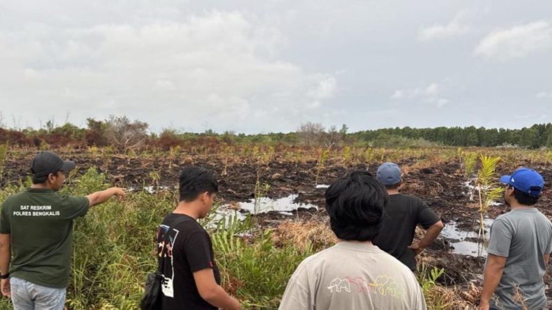 Gegara Tawon Berujung Karhutla, Lahan 3 Hektare di Bengkalis Hangus Terbakar