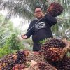 Kabar Gembira bagi Petani, Harga TBS Sawit Riau Naik Lagi, Umur 9 Tahun Nyaris Tembus Rp4.000/Kg