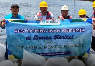 Jaga Ekosistem, PT KMH dan Pemkab Kerinci Tebar Ribuan Ikan Endemik di Danau Kerinci