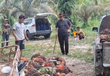 Harga TBS Sawit Mitra Plasma Riau Turun Tipis Jadi Rp 3.906 per Kilogram, CPO dan Kernel Melemah