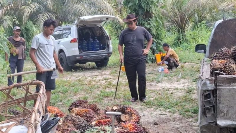 Harga TBS Sawit Mitra Plasma Riau Turun Tipis Jadi Rp 3.906 per Kilogram, CPO dan Kernel Melemah