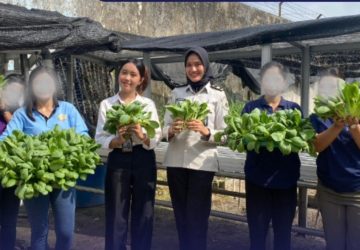 Dukung Ketahanan Pangan Nasional, Lapas Perempuan Pekanbaru Panen Pakcoy Hasil Karya Warga Binaan