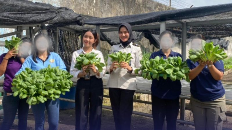 Dukung Ketahanan Pangan Nasional, Lapas Perempuan Pekanbaru Panen Pakcoy Hasil Karya Warga Binaan