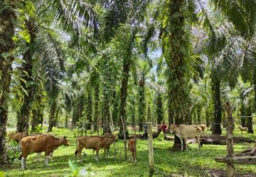 Siap Jadi Laboratorium SISKA Dunia, Pemprov Riau Buka Peluang Investasi Integrasi Sawit-Sapi