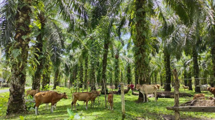 Siap Jadi Laboratorium SISKA Dunia, Pemprov Riau Buka Peluang Investasi Integrasi Sawit-Sapi