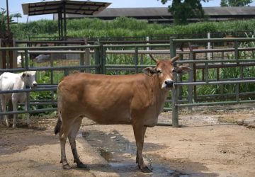 Jelang Iduladha 1447 H, Pemprov Riau Seleksi Ketat Sapi Kurban Bantuan Presiden Prabowo Subianto