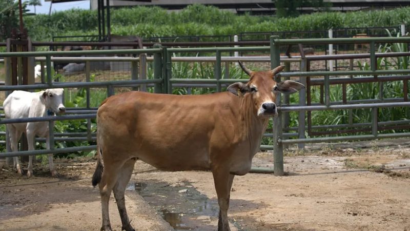 Jelang Iduladha 1447 H, Pemprov Riau Seleksi Ketat Sapi Kurban Bantuan Presiden Prabowo Subianto