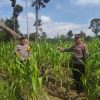 Polsek Rambah Samo Tinjau Tanaman Jagung di Sei Salak, Perkuat Program Ketahanan Pangan Nasional