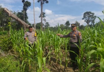 Polsek Rambah Samo Tinjau Tanaman Jagung di Sei Salak, Perkuat Program Ketahanan Pangan Nasional
