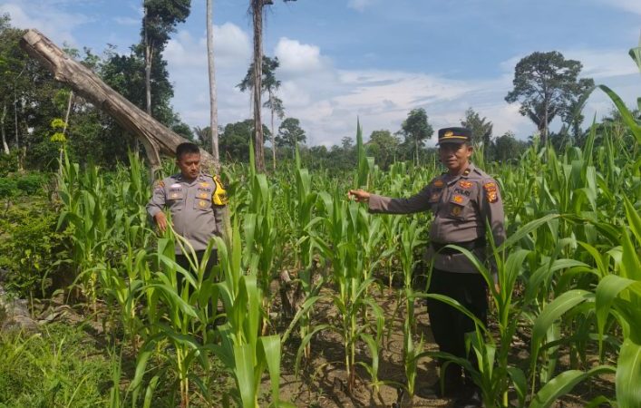 Polsek Rambah Samo Tinjau Tanaman Jagung di Sei Salak, Perkuat Program Ketahanan Pangan Nasional