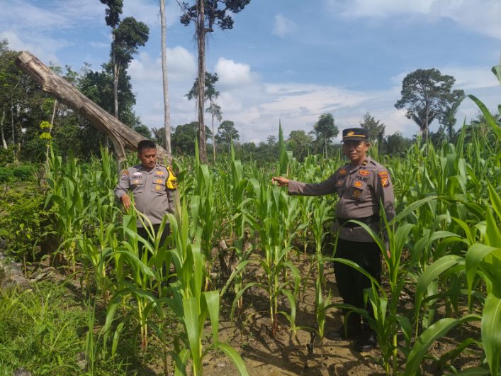 Polsek Rambah Samo Tinjau Tanaman Jagung di Sei Salak, Perkuat Program Ketahanan Pangan Nasional