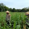 Menuju Swasembada Pangan, Polsek Bengkalis Bersama BUMDes Senggoro Rawat Lahan Jagung