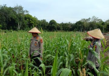 Menuju Swasembada Pangan, Polsek Bengkalis Bersama BUMDes Senggoro Rawat Lahan Jagung