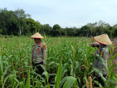 Menuju Swasembada Pangan, Polsek Bengkalis Bersama BUMDes Senggoro Rawat Lahan Jagung
