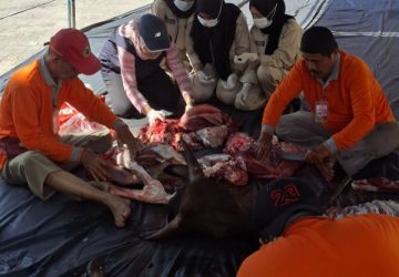 Pastikan Daging ASUH, Dinas PKH Riau Terjunkan Tim Pengawas di 33 Lokasi Kurban Pekanbaru
