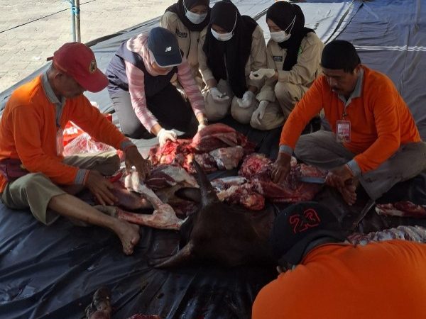 Pastikan Daging ASUH, Dinas PKH Riau Terjunkan Tim Pengawas di 33 Lokasi Kurban Pekanbaru