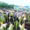 Sinergi Pemkab Bengkalis dan TNI-Polri Sukseskan Panen Perdana Jagung BUMDes Restu Bersama