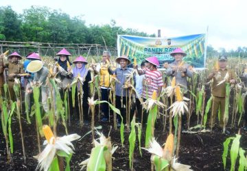 Sinergi Pemkab Bengkalis dan TNI-Polri Sukseskan Panen Perdana Jagung BUMDes Restu Bersama