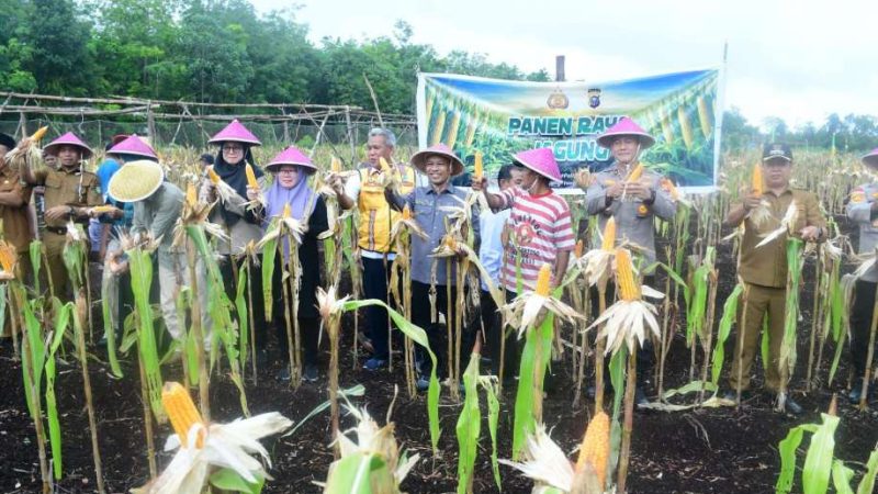 Sinergi Pemkab Bengkalis dan TNI-Polri Sukseskan Panen Perdana Jagung BUMDes Restu Bersama