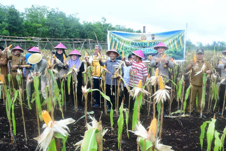 Sinergi Pemkab Bengkalis dan TNI-Polri Sukseskan Panen Perdana Jagung BUMDes Restu Bersama