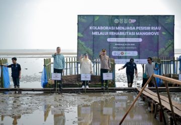 Jaga Masa Depan Pesisir, Bupati Kasmarni Pimpin Aksi Tanam Mangrove di Desa Deluk