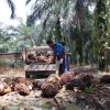 Disbun Riau Tetapkan Harga TBS Sawit Mitra Plasma Terbaru Berdasarkan Regulasi Permentan