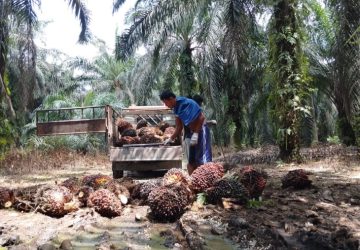 Disbun Riau Tetapkan Harga TBS Sawit Mitra Plasma Terbaru Berdasarkan Regulasi Permentan