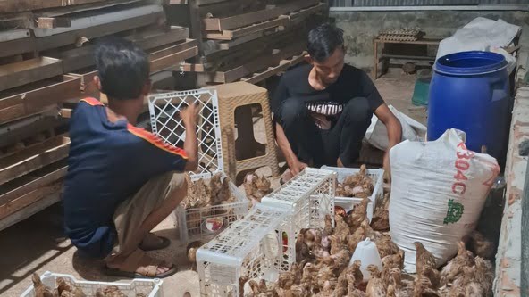 Mandiri Pangan, RT di Pekanbaru Sulap Lahan Tidur Jadi Peternakan Puyuh Produktif
