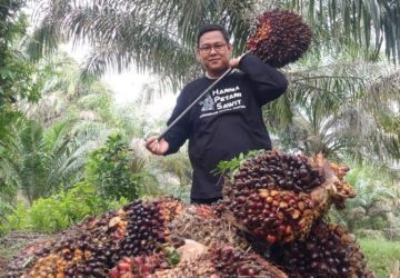 Harga TBS Sawit Mitra Swadaya Riau Turun Rp18,19 per Kg, Disbun Pastikan Regulasi Tetap Adil