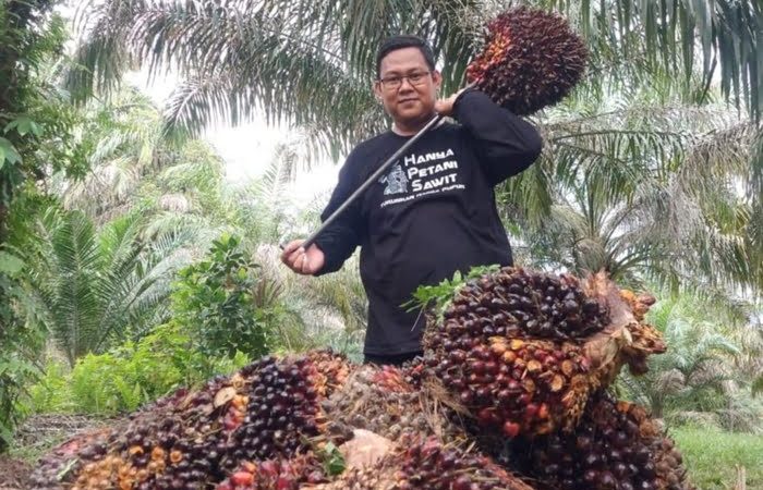 Harga TBS Sawit Mitra Swadaya Riau Turun Rp18,19 per Kg, Disbun Pastikan Regulasi Tetap Adil